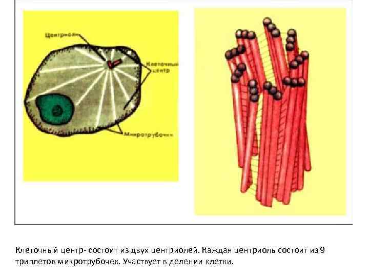 Клеточный центр состоит из двух центриолей. Каждая центриоль состоит из 9 триплетов микротрубочек. Учавствует