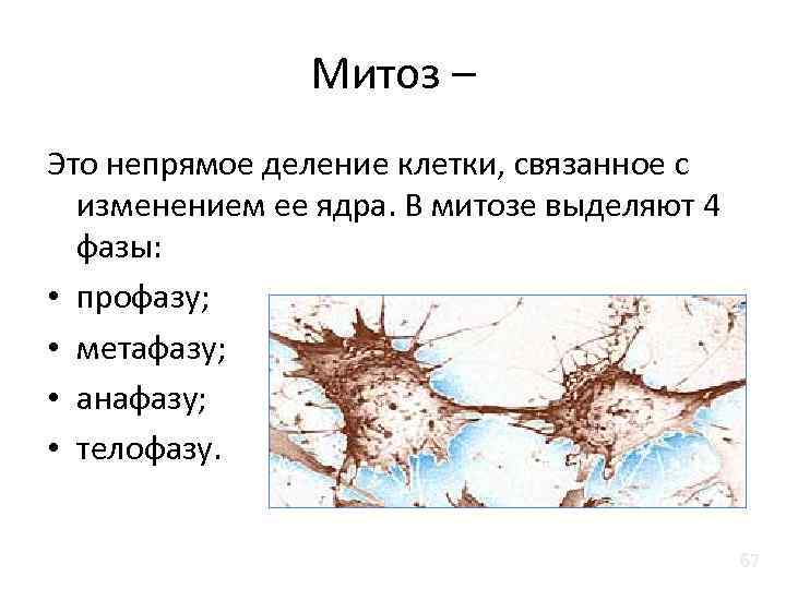 Митоз – Это непрямое деление клетки, связанное с изменением ее ядра. В митозе выделяют