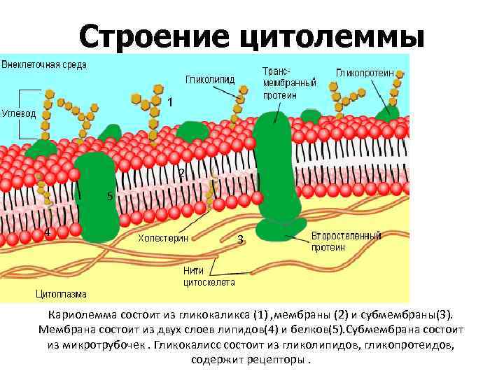 Строение цитолеммы 1 2 5 4 3 Кариолемма состоит из гликокаликса (1) , мембраны