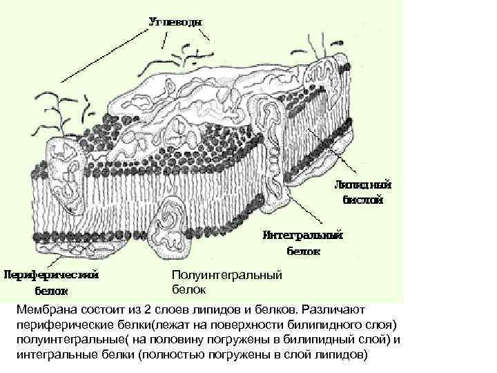 Полуинтегральный белок Мембрана состоит из 2 слоев липидов и белков. Различают периферические белки(лежат на