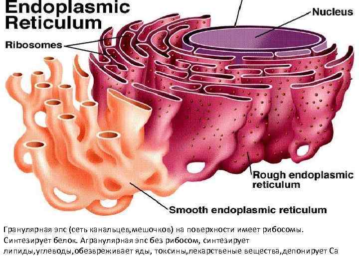 Гранулярная эпс (сеть канальцев, мешочков) на поверхности имеет рибосомы. Синтезирует белок. Агранулярная эпс без