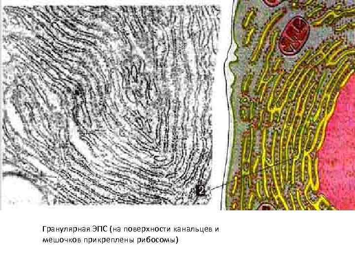 Эндоплазматическая сеть Гранулярная ЭПС (на поверхности канальцев и мешочков прикреплены рибосомы) 