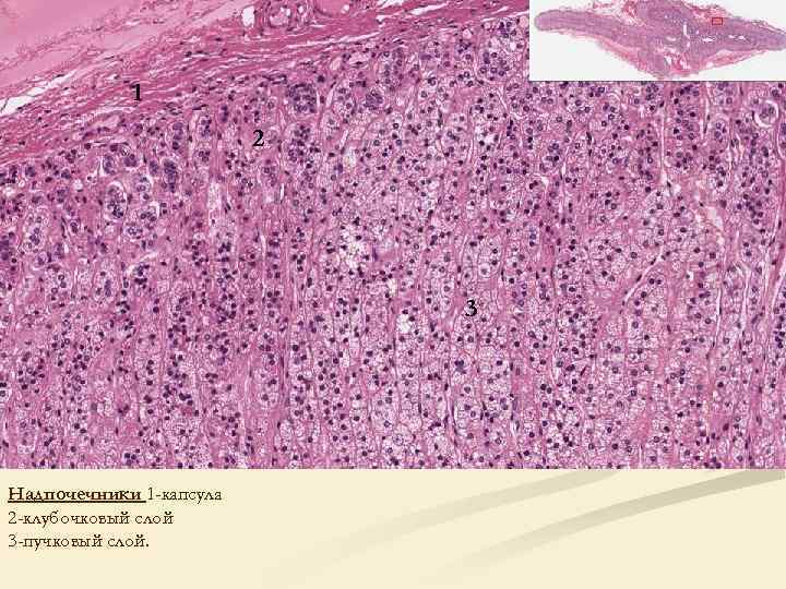 1 2 3 Надпочечники 1 -капсула 2 -клубочковый слой 3 -пучковый слой. 