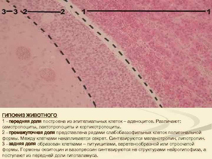 ГИПОФИЗ ЖИВОТНОГО 1 - передняя доля построена из эпителиальных клеток – аденоцитов. Различают: самотропоциты,