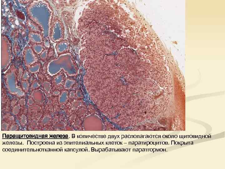 Паращитовидная железа. В количестве двух располагаются около щитовидной железы. Построена из эпителиальных клеток –