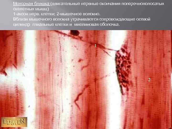 Моторная бляшка (двигательные нервные окончания поперечнополосатых скелетных мышц) 1 -аксон нерв. клетки; 2 -мышечное