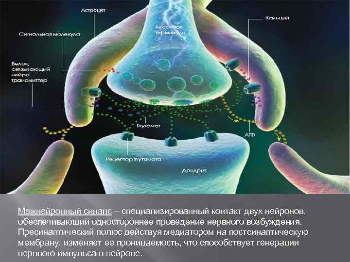 Межнейронные синапсы. Межнейрональные синапсы. Строение межнейронного синапса. Межнейронный химический синапс. Межнейрональные синапсы гистология.