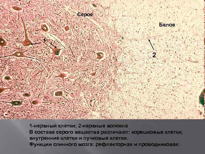 Мозг гистология. Световая микроскопия это в гистологии. Нейрон гистология препарат. Нервная ткань гистология препараты. Гистологический препарат нервной ткани.