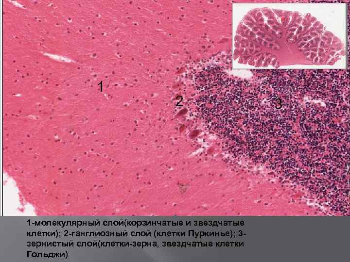 1 2 1 -молекулярный слой(корзинчатые и звездчатые клетки); 2 -ганглиозный слой (клетки Пуркинье); 3