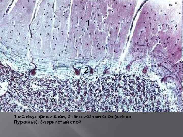 1 2 3 1 -молекулярный слой; 2 -ганглиозный слой (клетки Пуркинье); 3 -зернистый слой