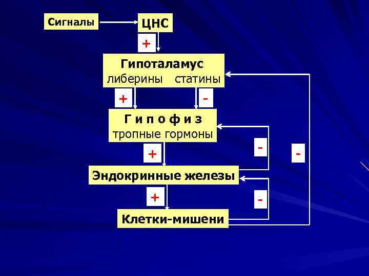 ЦНС Сигналы + Гипоталамус либерины статины + - Гипофиз тропные гормоны + - Эндокринные