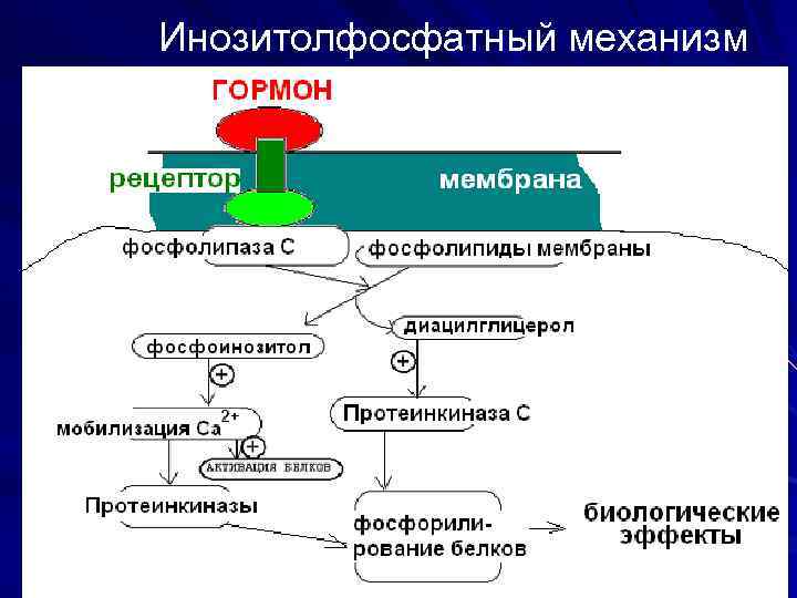 Схема гзт для мужчин