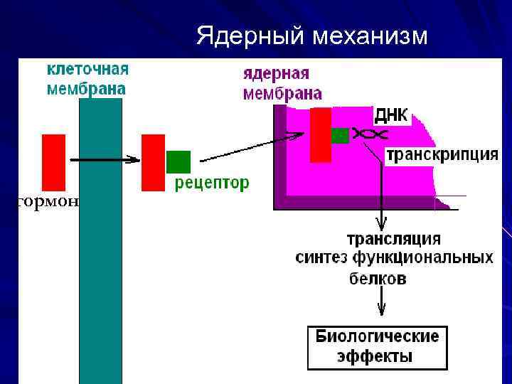 Ядерный механизм гормон 
