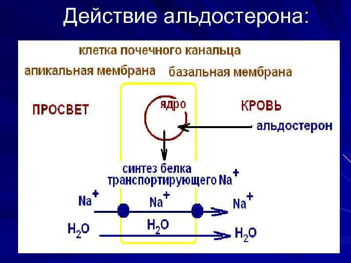 Обмена действия. Альдостерон клетки мишени. Механизм действия альдостерона схема. Механизм действия альдостерона на клетки-мишени. Механизм действия альдостерона на диурез.