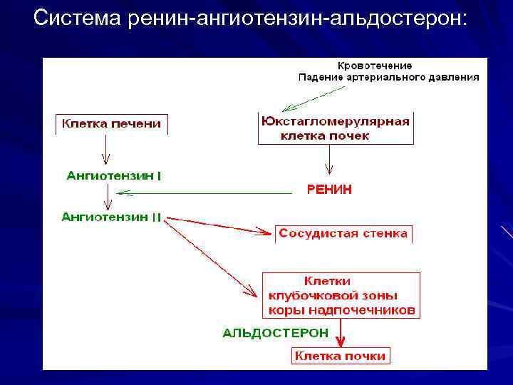 Ренин ангиотензиновая система схема