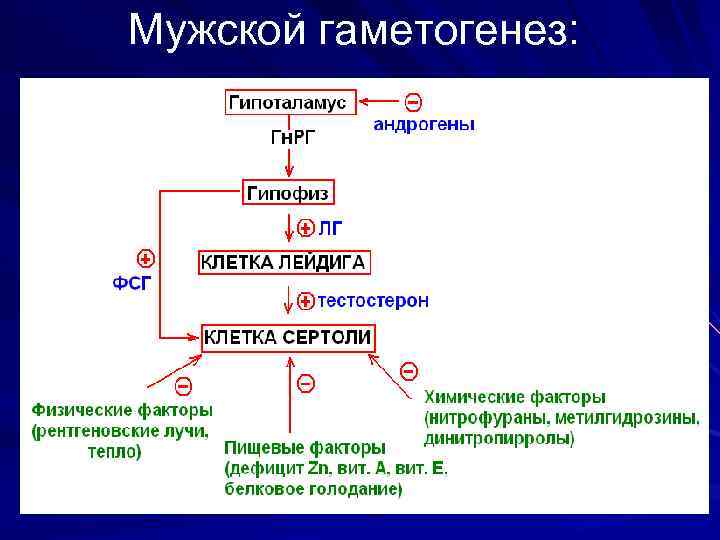Мужской гаметогенез: 