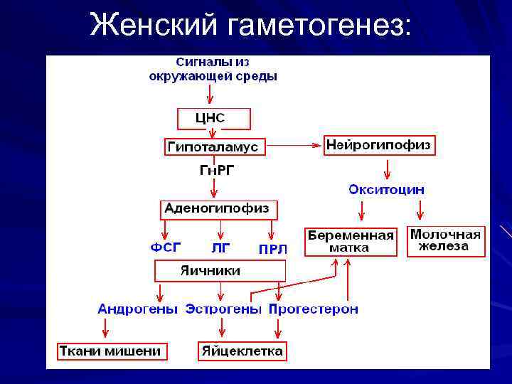 Уровни вещества. Регуляция содержания питательных веществ в организме физиология. Внутриклеточная регуляция веществ. Регуляция кортикотропоцитов. Внутриклеточный поток энергии.