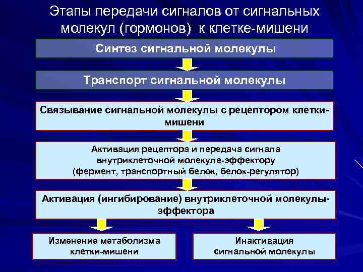 Этапы передачи сигналов от сигнальных молекул (гормонов) к клетке-мишени Синтез сигнальной молекулы Транспорт сигнальной