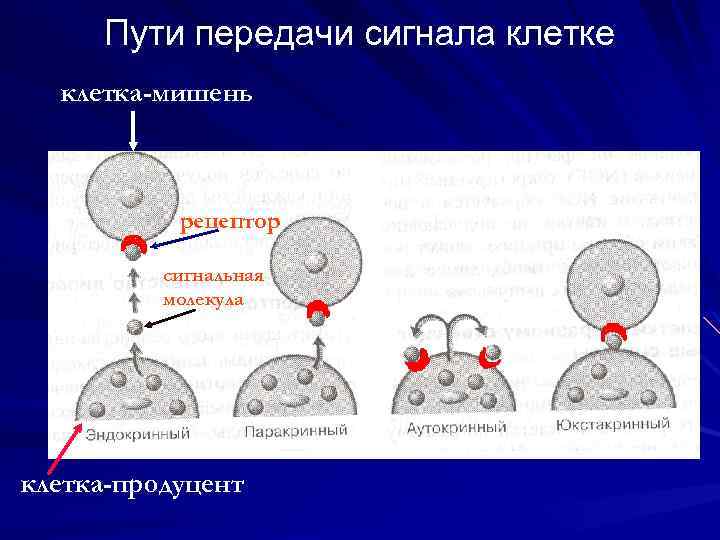 Передача органов. Механизмы действия сигнальных молекул. Пути передачи сигнала в клетке. Механизмы воздействия сигнальных молекул на клетки мишени. Обмен информацией между клетками.