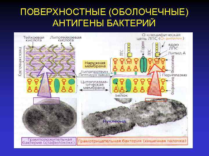 ПОВЕРХНОСТНЫЕ (ОБОЛОЧЕЧНЫЕ) АНТИГЕНЫ БАКТЕРИЙ 