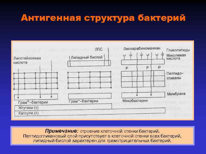 Антигенная структура бактерий Примечание: строение клеточной стенки бактерий. Пептидогликановый слой присутствует в клеточной стенки