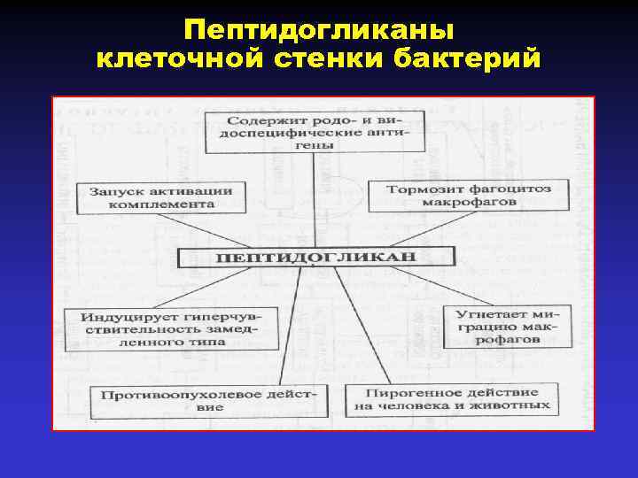 Пептидогликаны клеточной стенки бактерий 