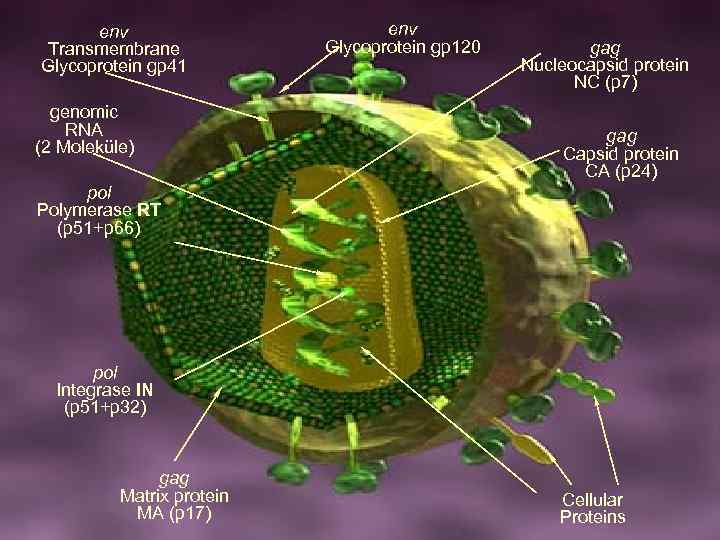 env Transmembrane Glycoprotein gp 41 genomic RNA (2 Moleküle) env Glycoprotein gp 120 gag