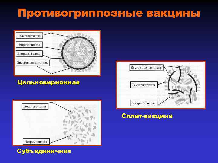 Противогриппозные вакцины Цельновирионная Сплит-вакцина Субъединичная 