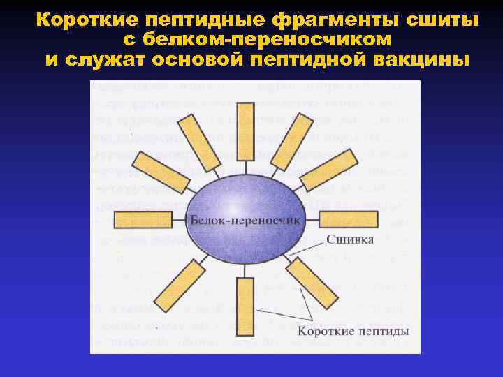 Короткие пептидные фрагменты сшиты с белком-переносчиком и служат основой пептидной вакцины 