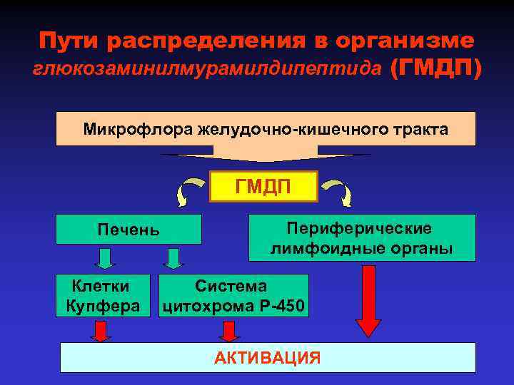 Пути распределения в организме глюкозаминилмурамилдипептида (ГМДП) Микрофлора желудочно-кишечного тракта ГМДП Печень Клетки Купфера Периферические
