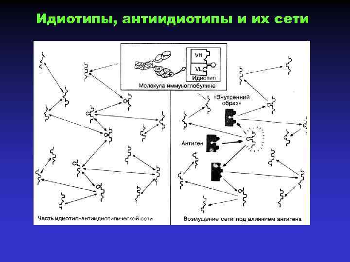 Идиотипы, антиидиотипы и их сети 