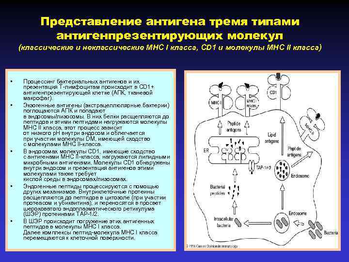 Механизм процессинга и презентации экзогенных и эндогенных антигенов