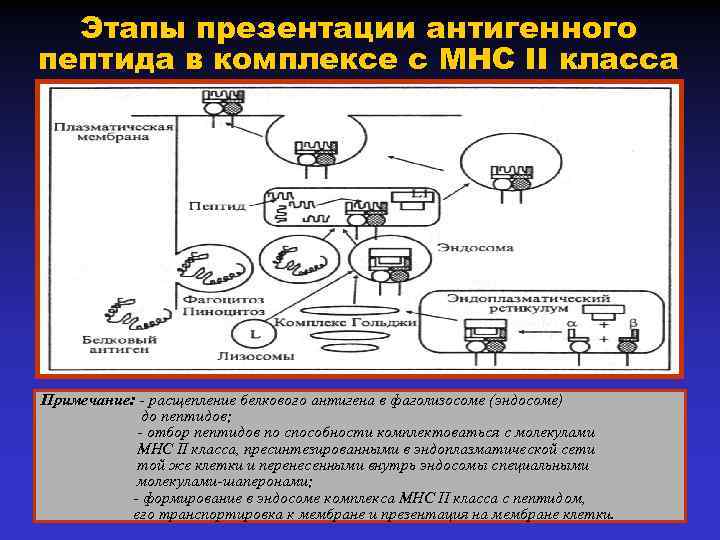 Этапы презентации антигенного пептида в комплексе с MHC II класса Примечание: - расщепление белкового