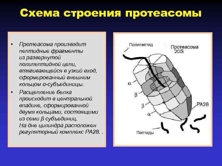Схема строения протеасомы • • Протеасома производит пептидные фрагменты из развернутой полипептидной цепи, втягивающейся