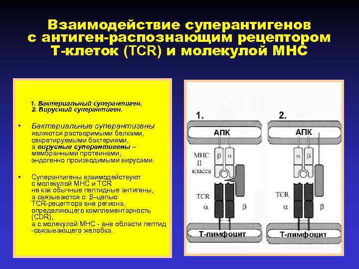 Взаимодействие суперантигенов с антиген-распознающим рецептором Т-клеток (TCR) и молекулой МНС 1. Бактериальный суперантиген. 2.