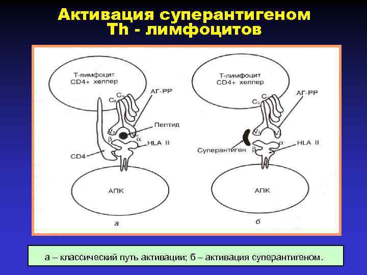 Активация суперантигеном Тh - лимфоцитов а – классический путь активации; б – активация суперантигеном.