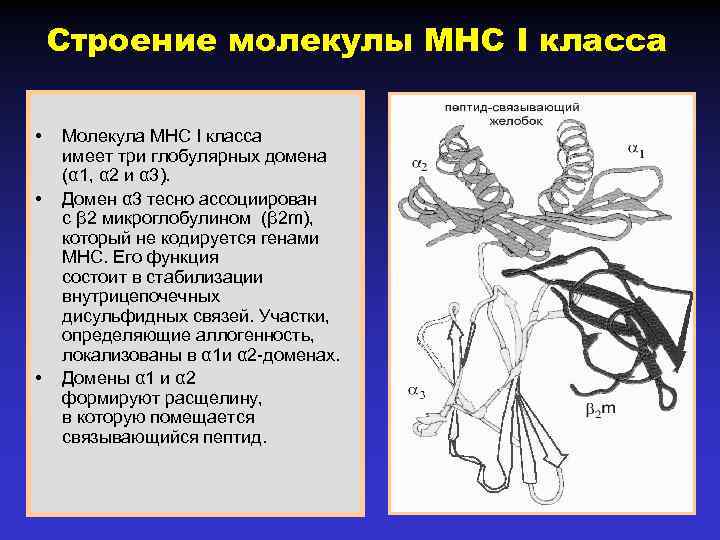 Строение молекулы MHC I класса • • • Молекула МНС I класса имеет три