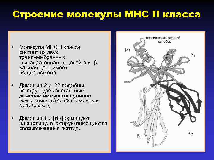 Схема строения молекулы мнс