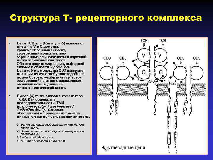 Структура т