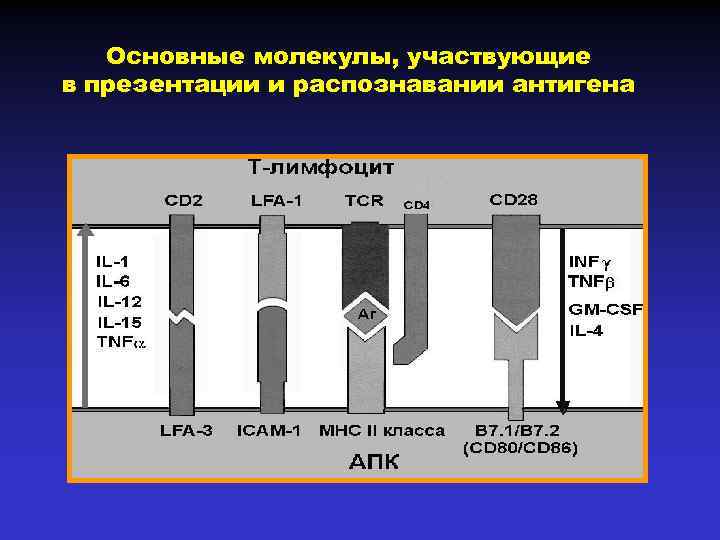 Основные молекулы, участвующие в презентации и распознавании антигена 