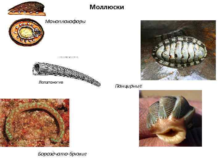 Моллюски Моноплакофоры Панцирные Бороздчато-брюхие 