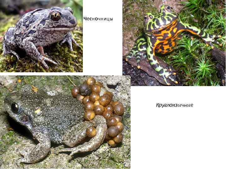 Чесночницы Круглоязычные 