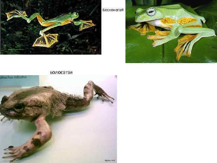 веслоногая волосатая 