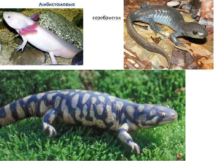 Амбистомовые серебристая 