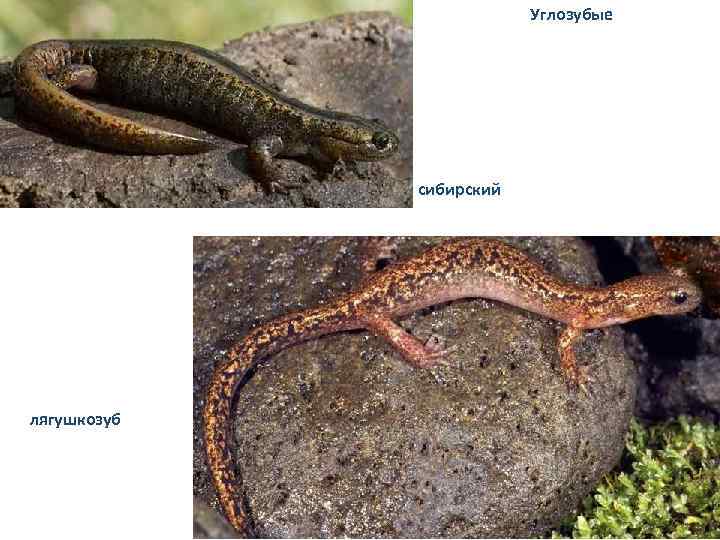 Углозубые сибирский лягушкозуб 