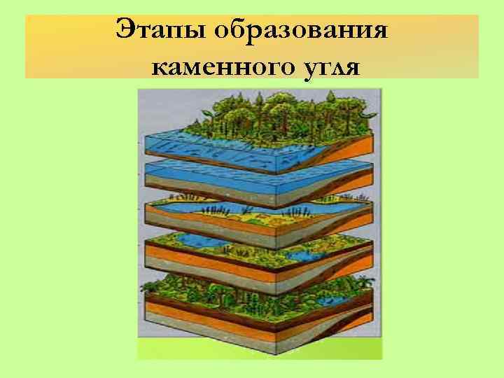 Образование каменного угля 5 класс биология план сообщения