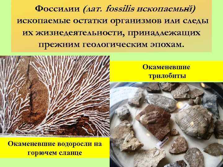 Фоссилии (лат. fossilis ископаемый) ископаемые остатки организмов или следы их жизнедеятельности, принадлежащих прежним геологическим