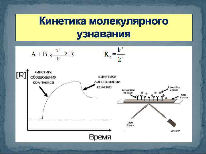 Кинетика молекулярного узнавания 