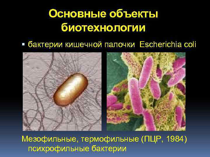 Основные объекты биотехнологии бактерии кишечной палочки Escherichia coli Мезофильные, термофильные (ПЦР, 1984) психрофильные бактерии