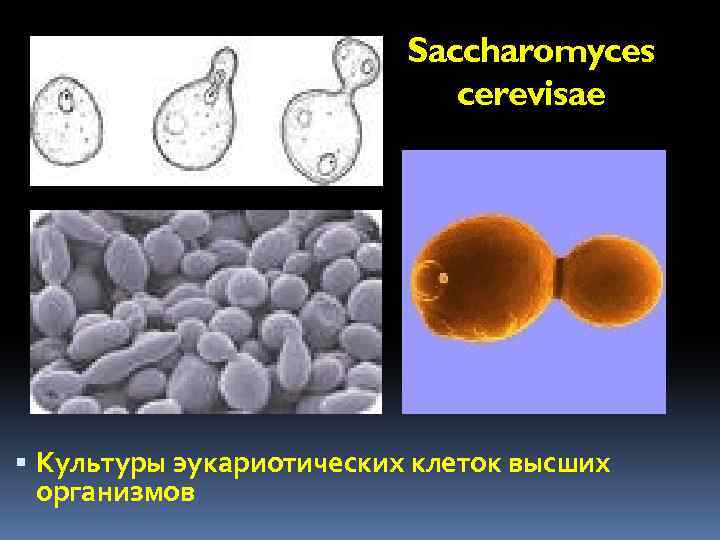 Saccharomyces cerevisae Культуры эукариотических клеток высших организмов 